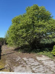 Seconde photo alternative du bien