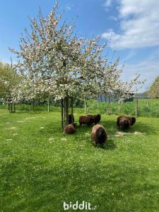 Troisième photo alternative du bien