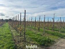 Image de présentation du bien n° 299718