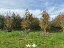 Image de présentation du bien n° 299721
